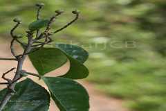 Symplocos cochinchinensis subsp. laurina